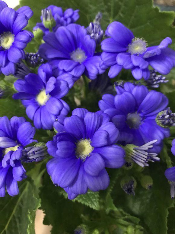 新手就养此几种花卉，花色繁多易“爆盆”，管理不费心不费事