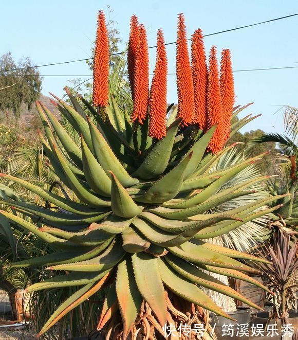 5种“大叶花”轻易不开花，开花就带“好兆头”，养一盆你就赚