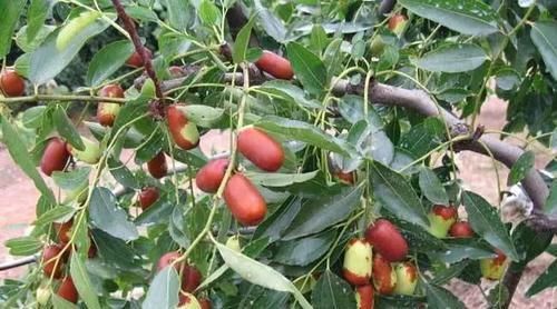 养花|古人最喜欢的8种“吉祥花”,养一盆日子越过越舒心