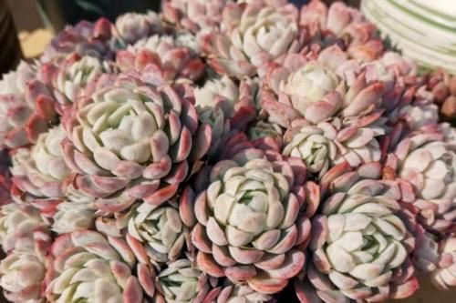 冬天给多肉施肥？最好不要，多肉要么吸收不了，要么会长成“菜”