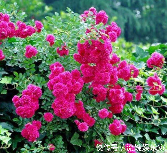 玫瑰|比香水还好闻的“3种花”，家里养1盆，满屋飘香，出门不用喷香水