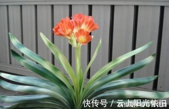 花根|君子兰不好养用上“这2种药片”,新芽呼呼冒,花开爆盆!