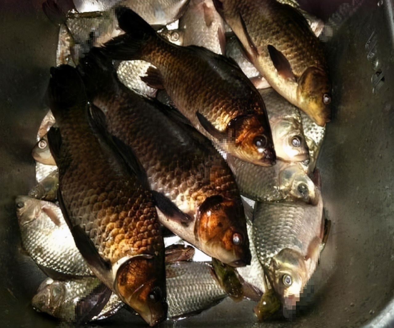 鱼类|珠江一钓鱼人钓获“怪鲫鱼”,全身漆黑如墨,老大爷建议他放生