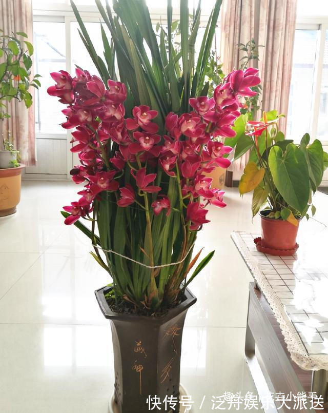 开花|此兰花，今年非常“火爆”，上盆效果很棒，是名副其实的开花机器