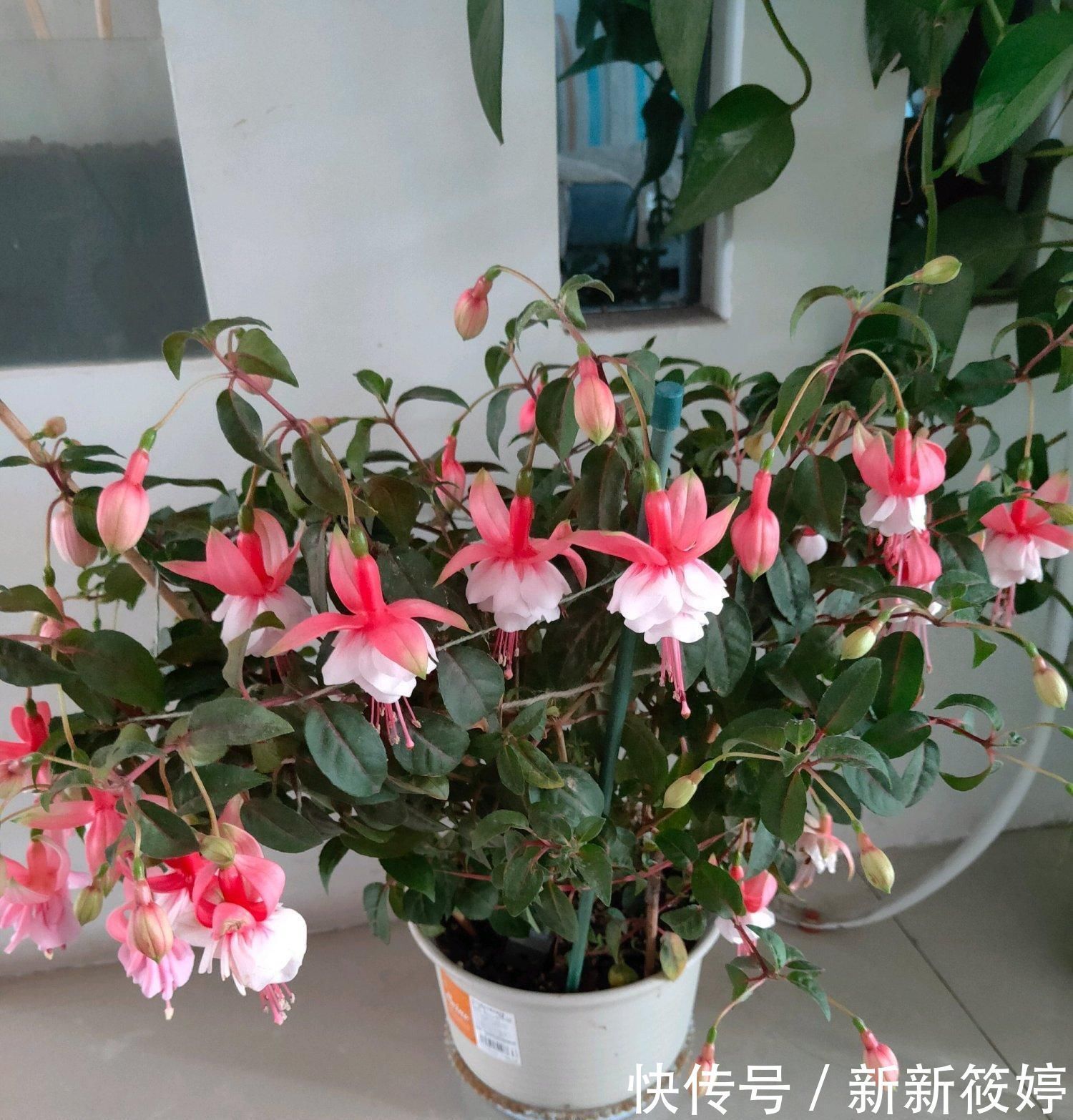 2020年超流行的盆栽花,好看又好养,花期长,人见人爱,值得拥有