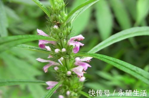 痛经|女性在月经期间,尽量多吃这6物,子宫变光滑,体重悄悄降