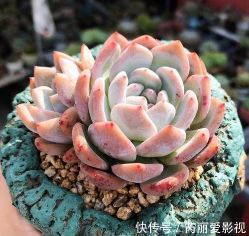 给多肉喂2种肥水，15天喝一次，叶片圆滚滚，长成肉墩子！