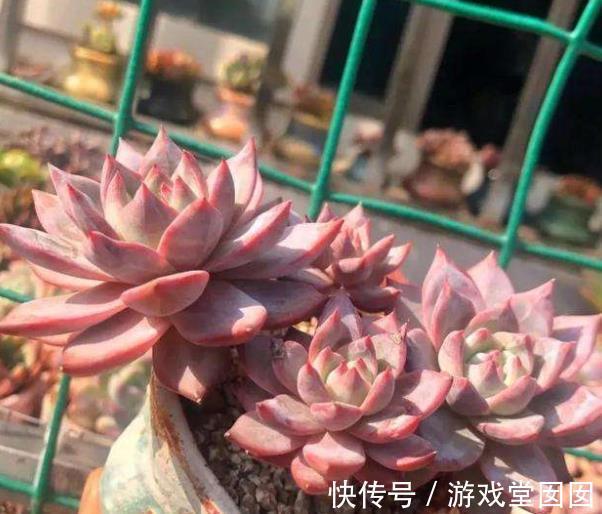 新手养多肉粉蓝鸟,牢记3个要点,不摊大饼穿裙子,叶片紧凑红润