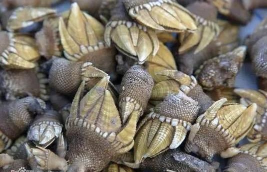 海鲜|渔民整理的海鲜大全,以后再也不怕不认识海鲜了