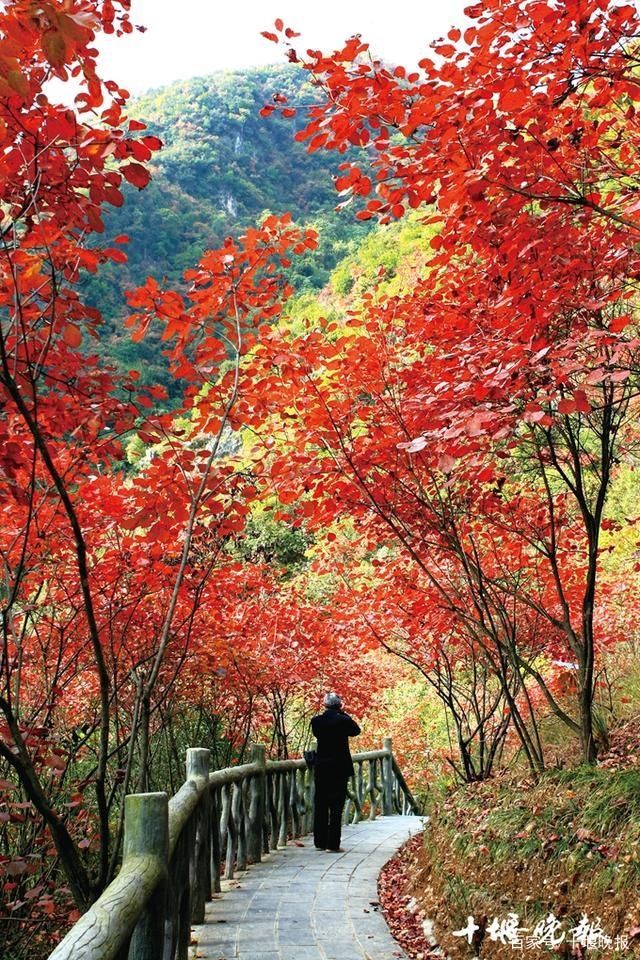 最美红叶|五龙河景区红叶节开幕 来这里赏满山红叶