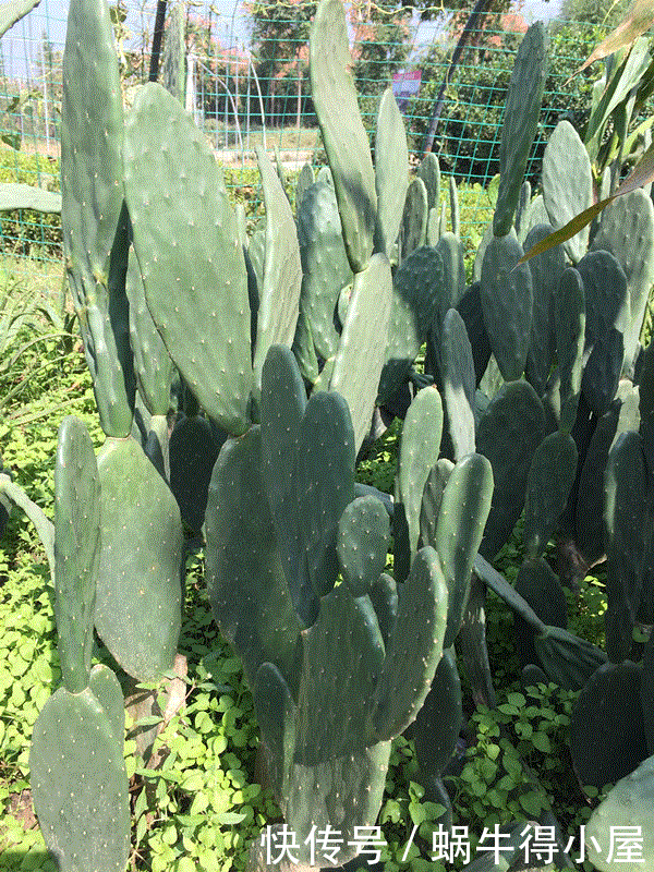 仙人掌吃个黄豆粒,猛蹿3米变“壮汉”,嫁接蟹爪兰,开花千百朵