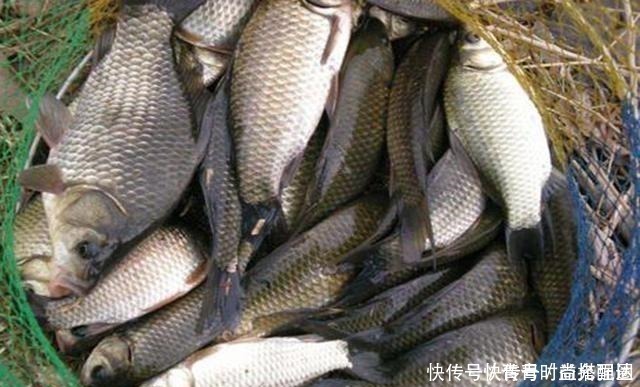 腥味|自制腥味饵料添加剂，成本虽高但钓效好，冬季钓鱼不发愁