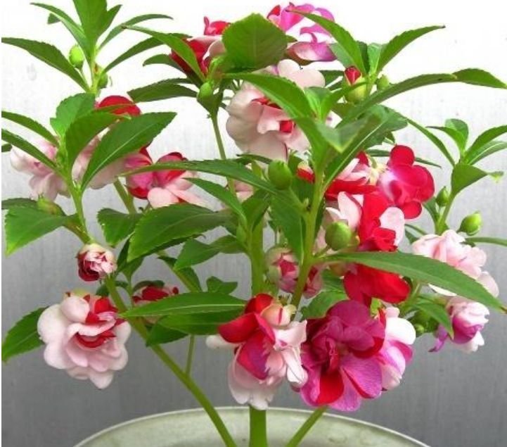 漂亮|4种“漂亮花”，好打理，易爆盆，花开不断，个个美出状态