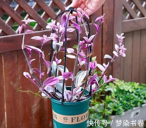 吊兰中的爱马仕,园艺界的奢侈品——油画吊兰