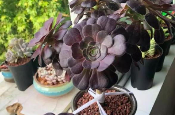 给''砍头''多肉摘老叶，调整这3方面供给，侧芽个个长成小莲花