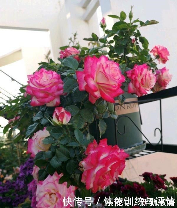 奥斯汀|他痴迷养花,露台养了100多盆花,盆盆美爆,惊艳全小区!