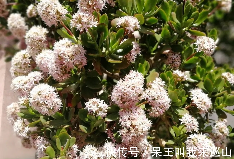 隔壁王大爷家养了18年的玉树又开花了!他说:要想玉树开花并不难