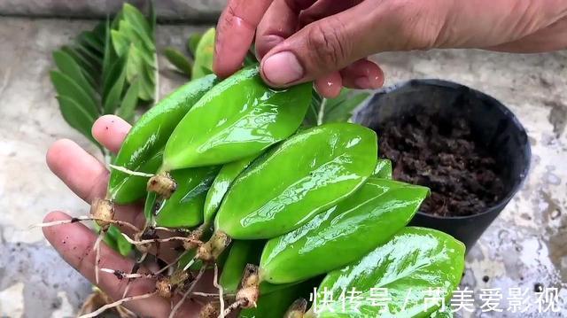 金钱树有“3怕2不喜”,难怪越养越稀疏,从不长新芽