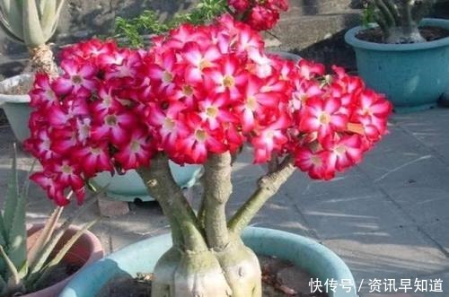 3种花,有个阳台就能养,盆越小开花越多,轻松开成花园