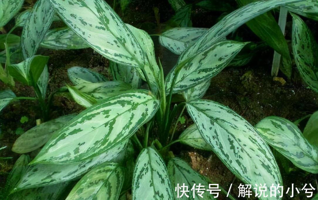 此种植物名字最霸气,叫做银皇帝,不仅外观好看,功能也特强大