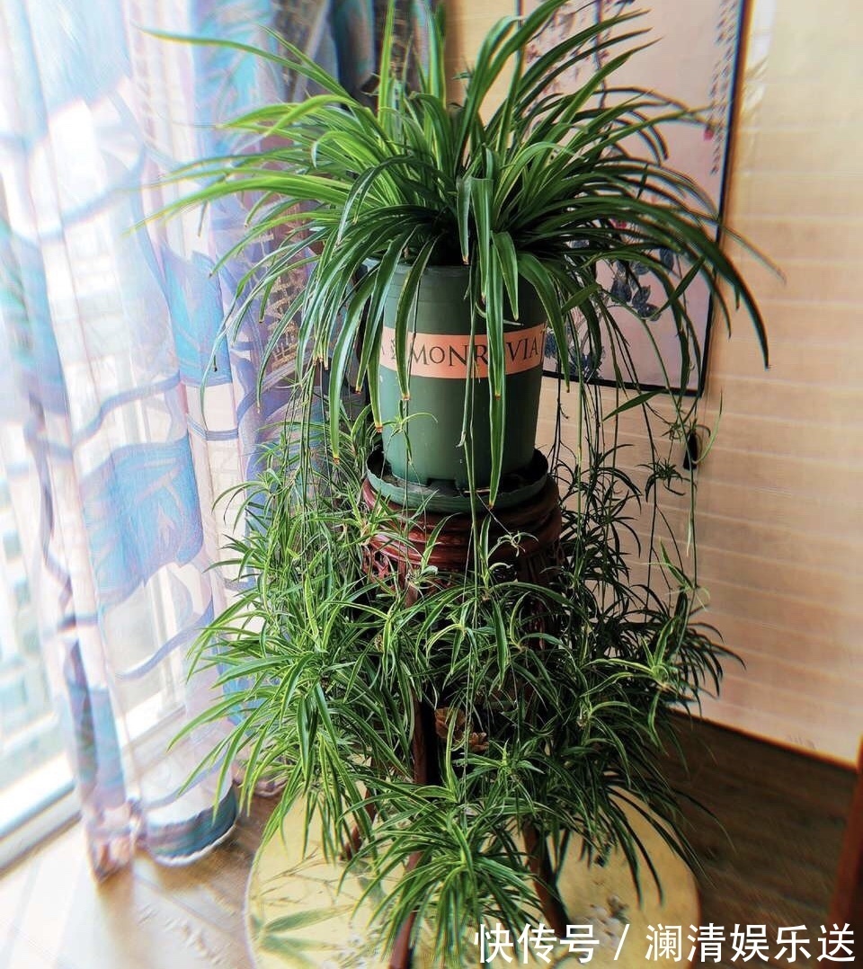 修剪|出门最容易“捡到”的5种花,拿回家剪几刀,不花钱成好看盆栽