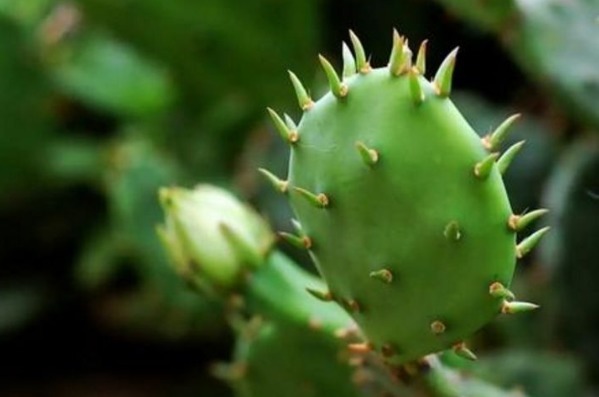 治疗|夏天膝盖疼痛难忍,原是因为滑膜炎教你巧用一物,疼痛快远离