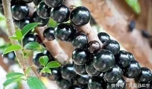 火天桃|世界上最罕见的15种水果, 你们吃过几种呢?