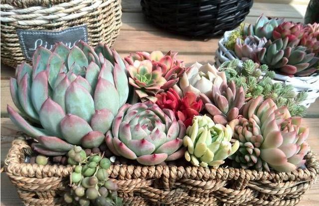 仙人球、多肉植物最喜欢这种“土”,好用不花钱,植物不烂根