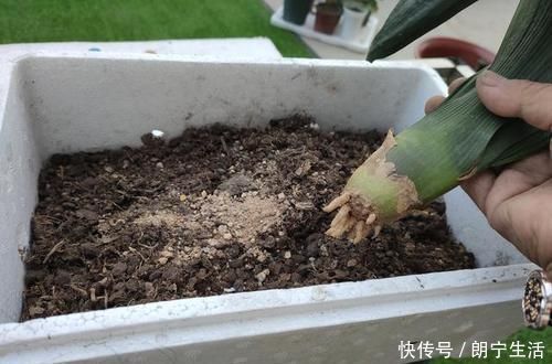 君子兰烂的“光秃秃”别扔,插进这里,又会长满新根,开满花