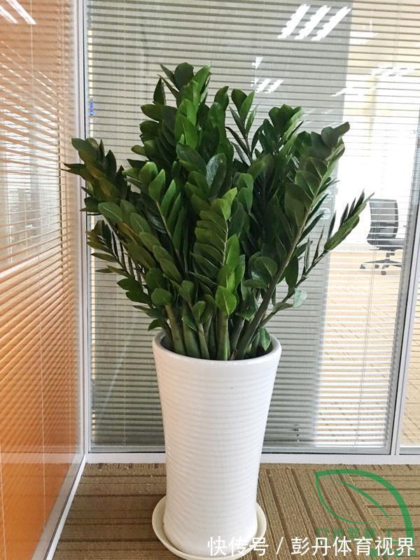 室内养花“别乱放”,5个地方不适合,养一盆枯一盆