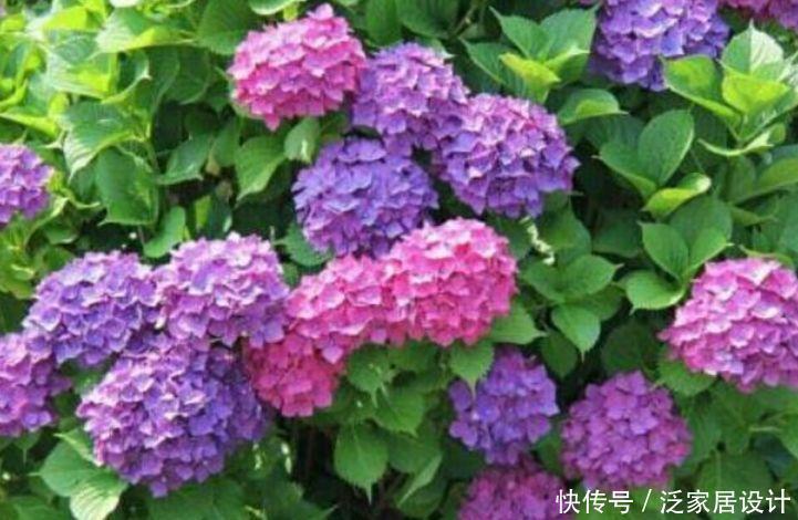 果实|养花就养4种花,家里养一盆,花开富贵华丽,多姿多彩