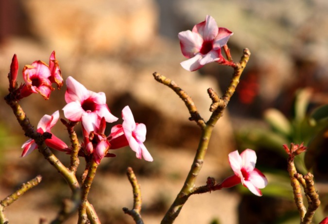 沙漠玫瑰如何养教你3个养护妙招,花开满枝头,花色艳丽