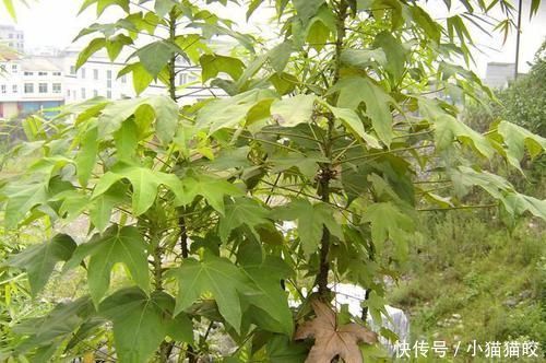 家具|刺楸木质坚硬细腻、花纹明显,好制作高级家具、乐器、工艺雕