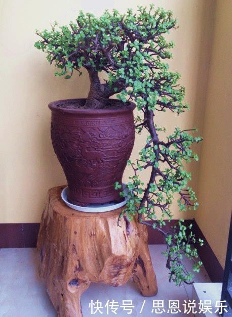 修剪|家里养“金枝玉叶”,每月修剪1次,变成盆景老桩,越来越值钱