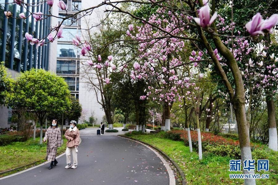 玉兰花开校园满目春