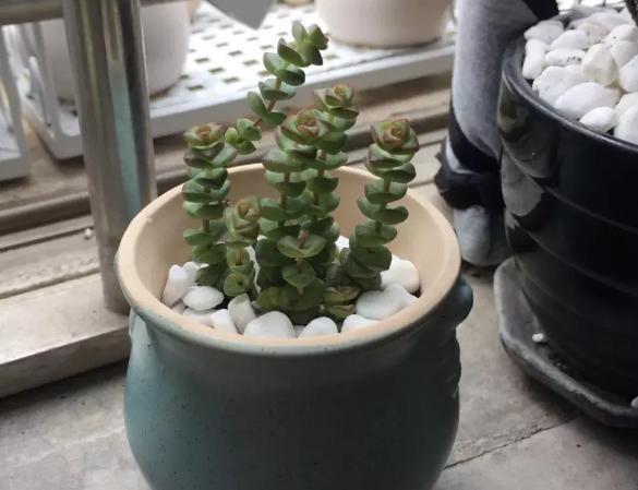 钱串景天、星乙女,多肉里的吉祥物,好看好养,还能招财!