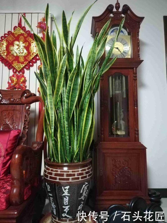 花友|普通的4种花,花友“下功夫”养2年,就能长到1米8高