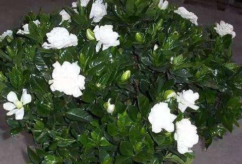 栀子花,杜鹃花总黄叶把它兑水浇盆里,再也不用担心黄叶