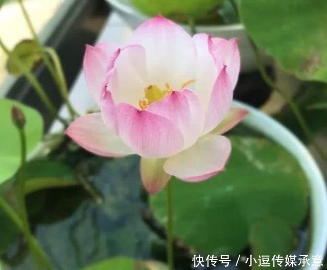 超好养的5种花,扔土里就活,给点水就疯长,漂亮大气!