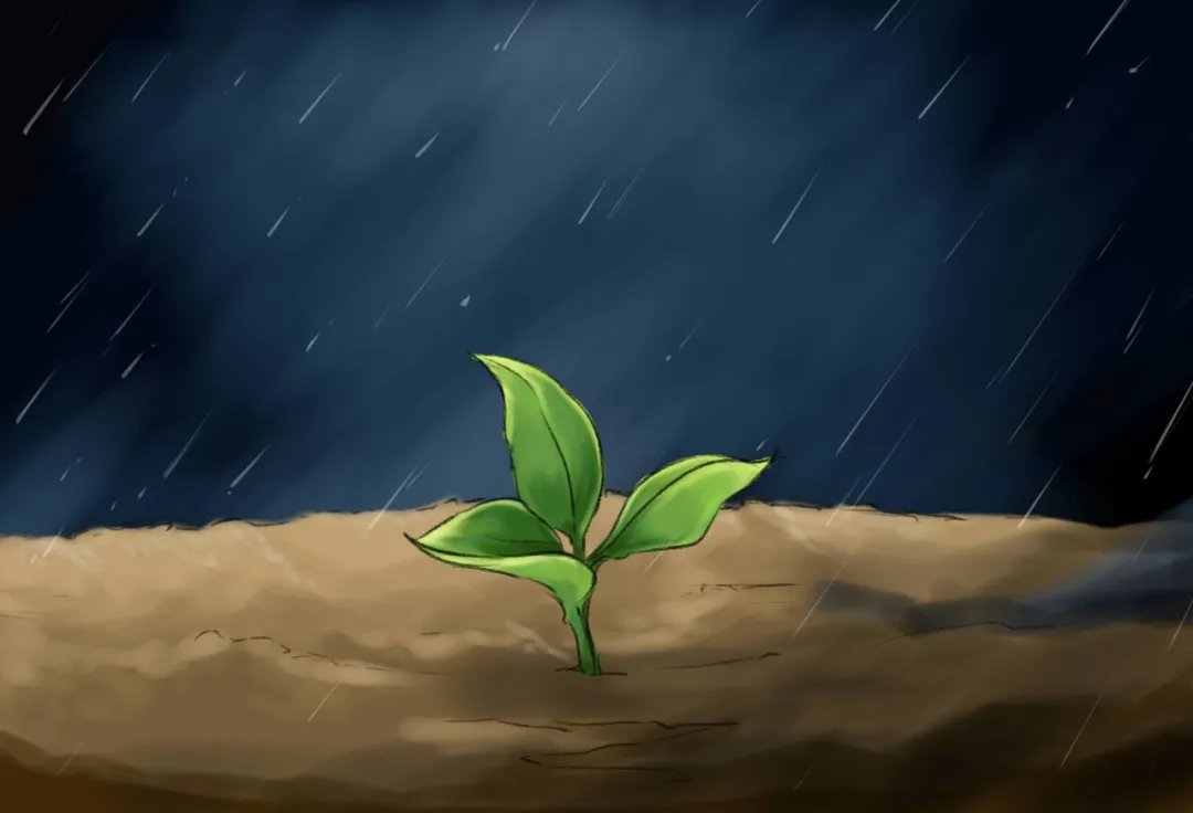 雨，一生的悲欢离合|诗词 | 梧桐叶