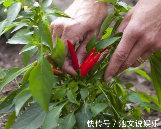 花朵|犯愁养花还是种菜别选了，种植8种蔬菜盆栽看着五颜六色