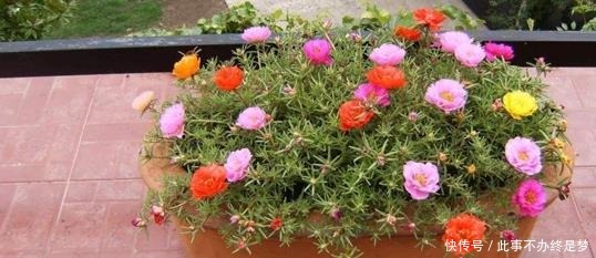 懒人|最适合懒人养护的这些花,不用费心养护,就可花开繁盛!