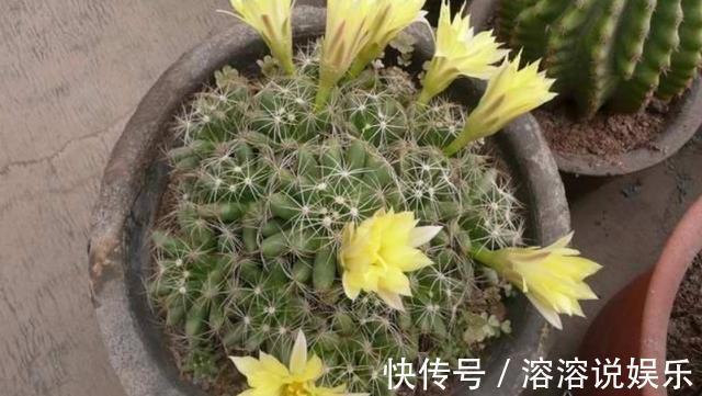 水溶液|仙人球怎么开花选对品种，养护恰当一准儿爆盆，真惹眼