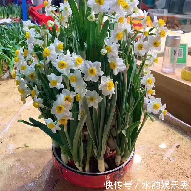 黄花茉莉|8种“小毒花”，叶子毒性大，家里若养着，光看别动它