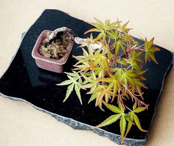 山野草，也高雅！