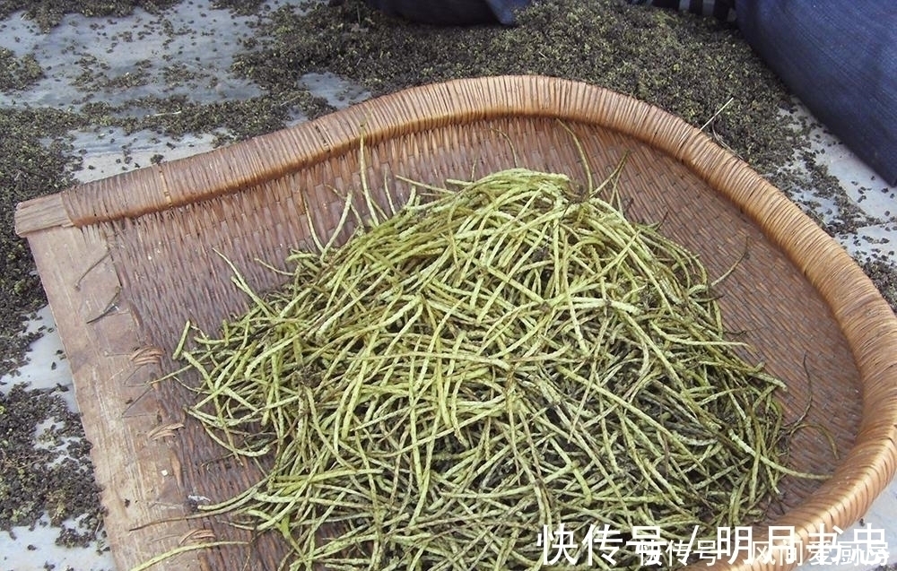 果实|这种树的果实很贵,更贵的是它的花朵,60元一斤营养价值高