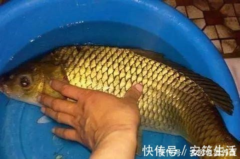 颗粒料|夜钓鲤鱼，这些注意事项能到位，想要空竿都难