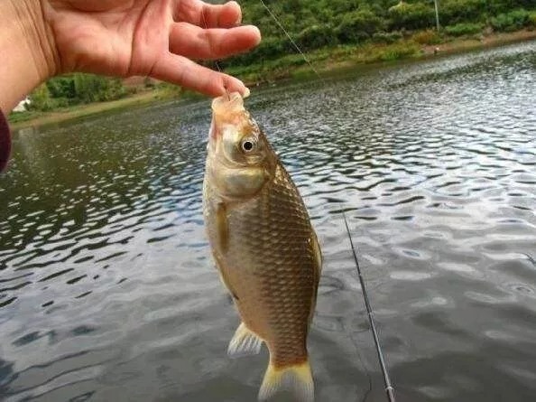 浮漂出不来顿口，但提竿总锚鱼？建议你这样调整，效果立竿见影！