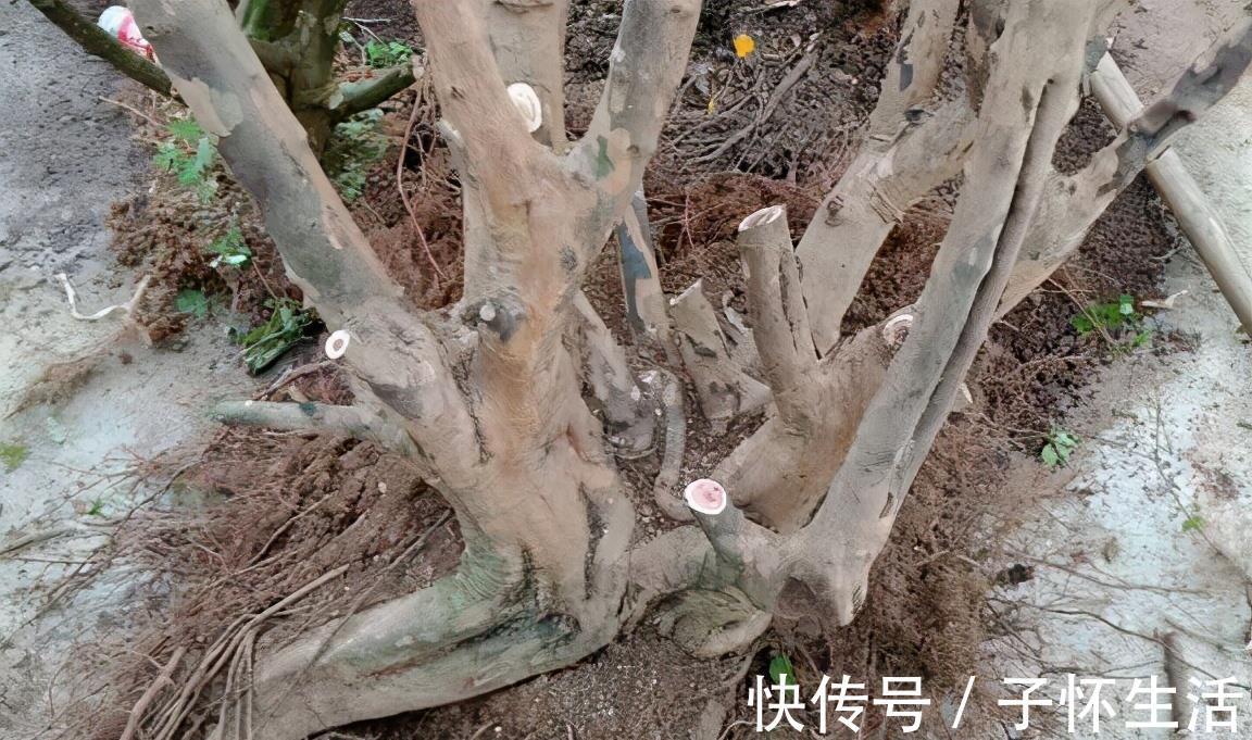 盆栽|挑战用树桩打造盆景,满足这3要求,个个美如画、增值不少