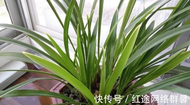 清兰花|北方养殖兰花的方法有什么不同么